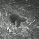 Nachtaufnahme vom Attenborough-Langschnabeligel im Wald