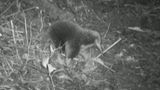 Nachtaufnahme vom Attenborough-Langschnabeligel im Wald