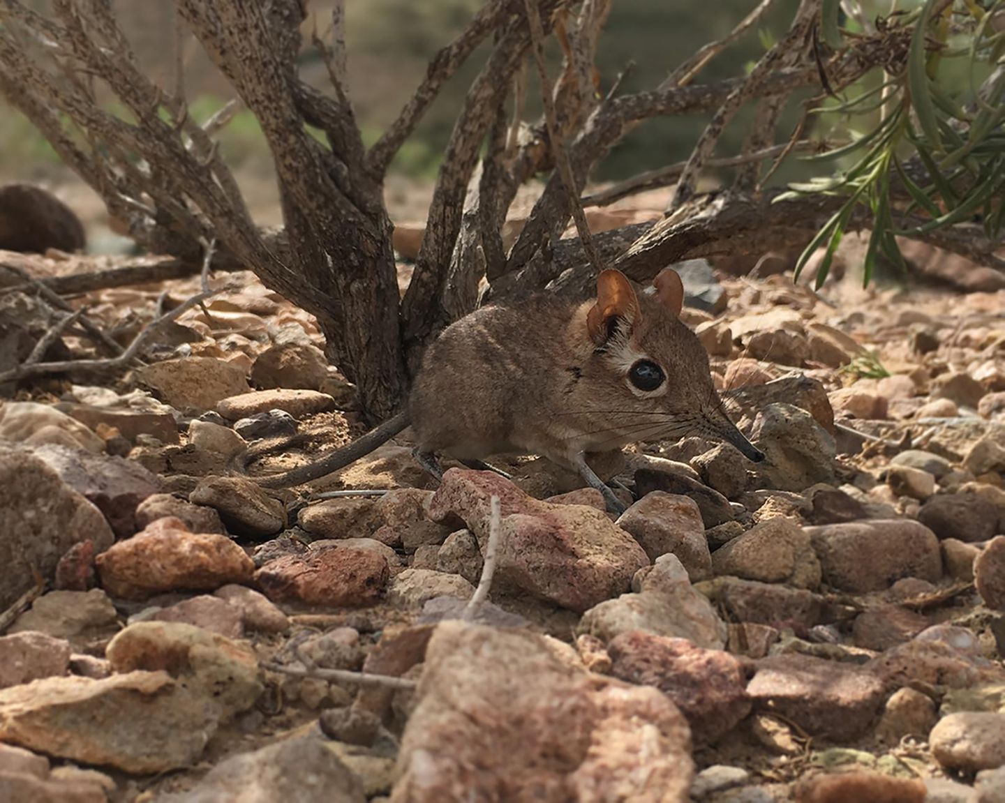 Somali-Elefantenspitzmaus Somali-Elefantenspitzmaus auf Steinen