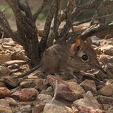 Somali-Elefantenspitzmaus auf Steinen