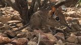 Somali-Elefantenspitzmaus auf Steinen