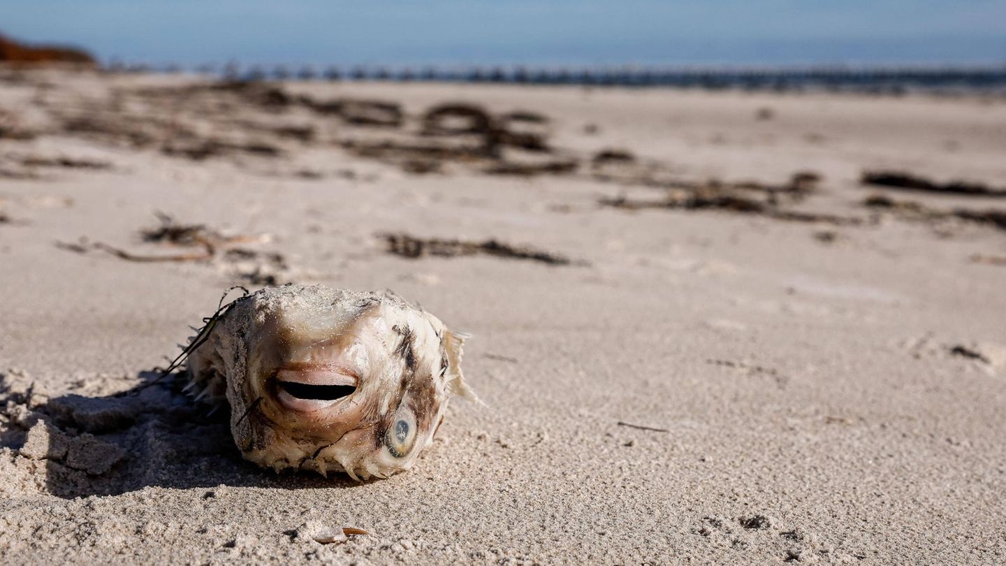 Adelaide, Australien. Hunderte verendete Fische liegen an den Stränden Südaustraliens. Der Grund: Das Gebiet wird von einer verheerenden Algenblüte heimgesucht. Die giftige Gattung "Karenia mikimotoi" sorgt dafür, dass sich das Meerwasser verfärbt, sich dichter Schaum bildet und Meerestiere sterben. Der stern berichtete bereits im März erstmals über die Plage. Ein solches Ausmaß der Algenblüte war vor Australiens Küste bislang noch nie beobachtet worden