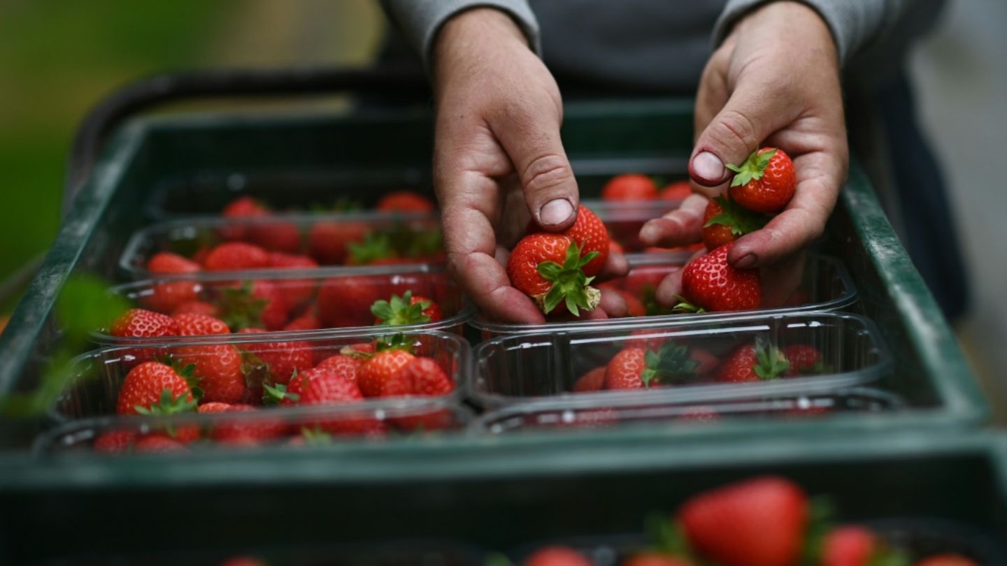 Erdbeeren