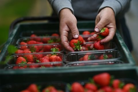 Erdbeeren