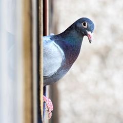Taube guckt um die Ecke aus dem Fenster