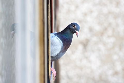 Taube guckt um die Ecke aus dem Fenster