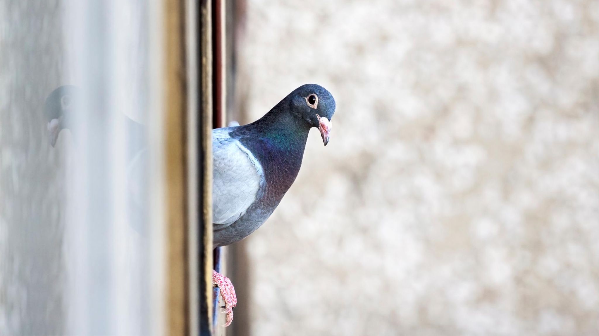 Taube guckt um die Ecke aus dem Fenster