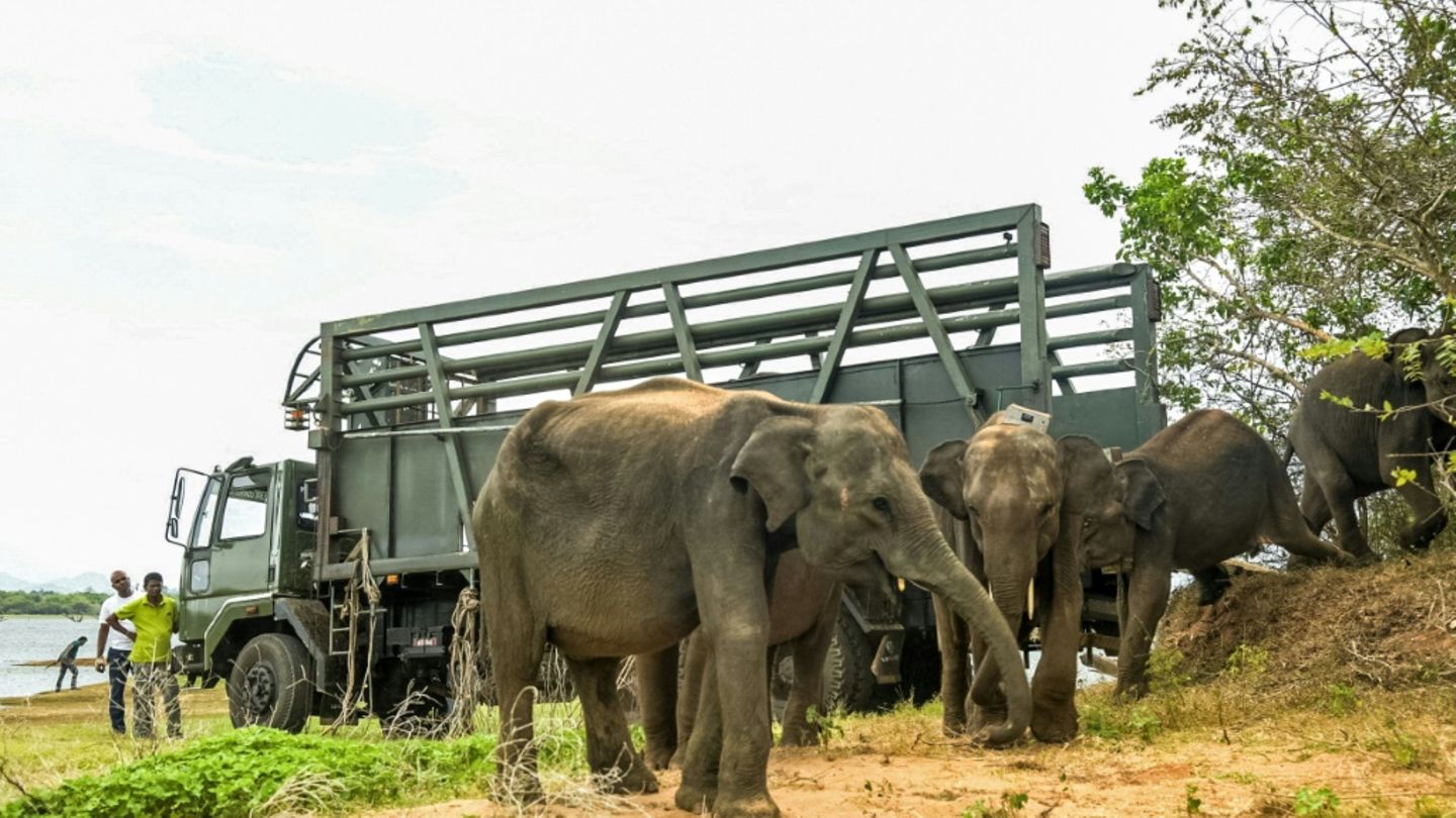 Drei Elefanten in Sri Lanka getötet