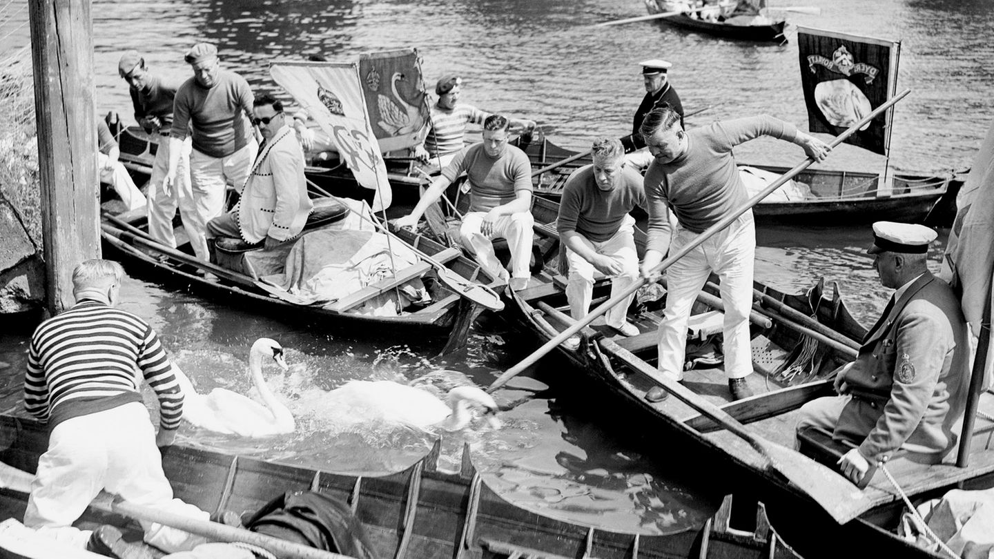 Namensgebung Swan-Upper kesseln eine Gruppe Schwäne auf der Themse ein