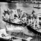 Swan-Upper kesseln eine Gruppe Schwäne auf der Themse ein