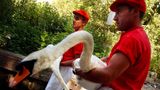 Schwanenzähler tragen Schwäne am Ufer der Themse, um 2000
