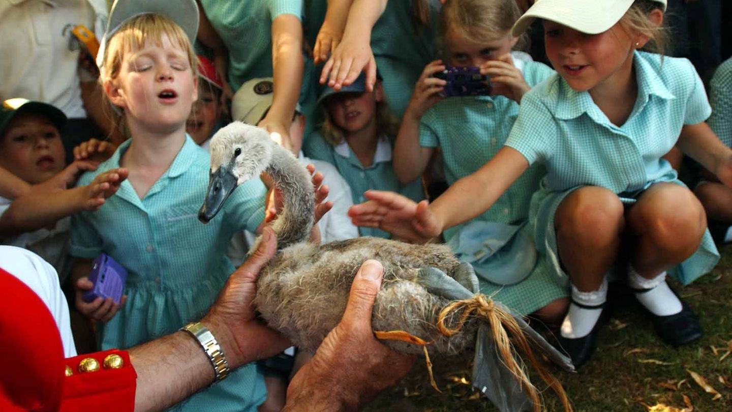 Schulkinder in Uniform streicheln einen jungen Schwan
