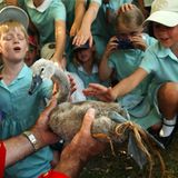 Schulkinder in Uniform streicheln einen jungen Schwan