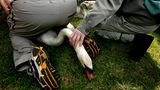 Ein Mensch sitz auf einem Schwan