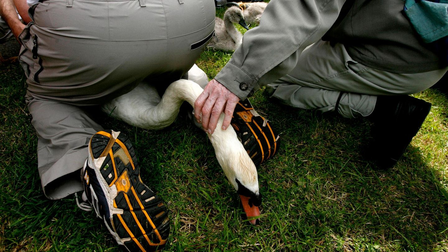 Ein Mensch sitz auf einem Schwan