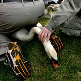 Ein Mensch sitz auf einem Schwan