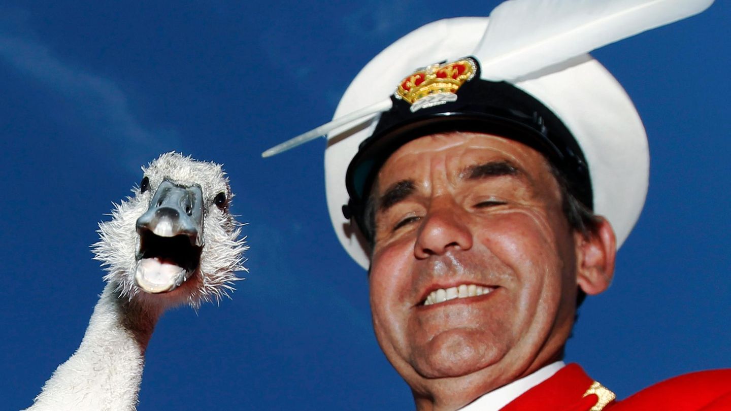 Ein Mann für alle Schwäne Swan Marker David Barber und ein Schwan grinsen in die Kamera