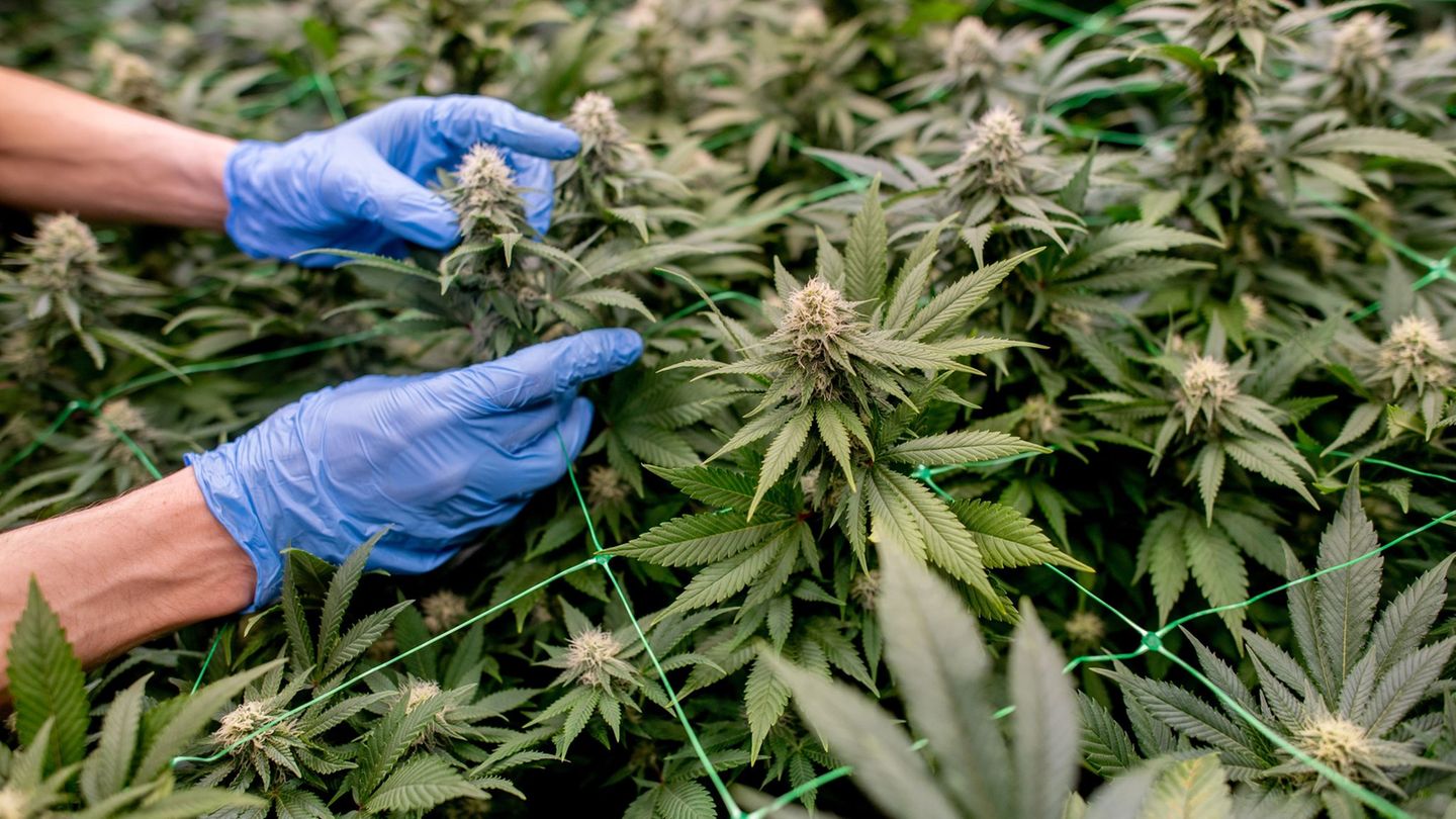 Cannabis-Clubs in Deutschland: Pflücken von Cannabis-Pflanzen