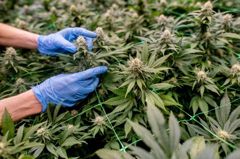 Cannabis-Clubs in Deutschland: Pflücken von Cannabis-Pflanzen