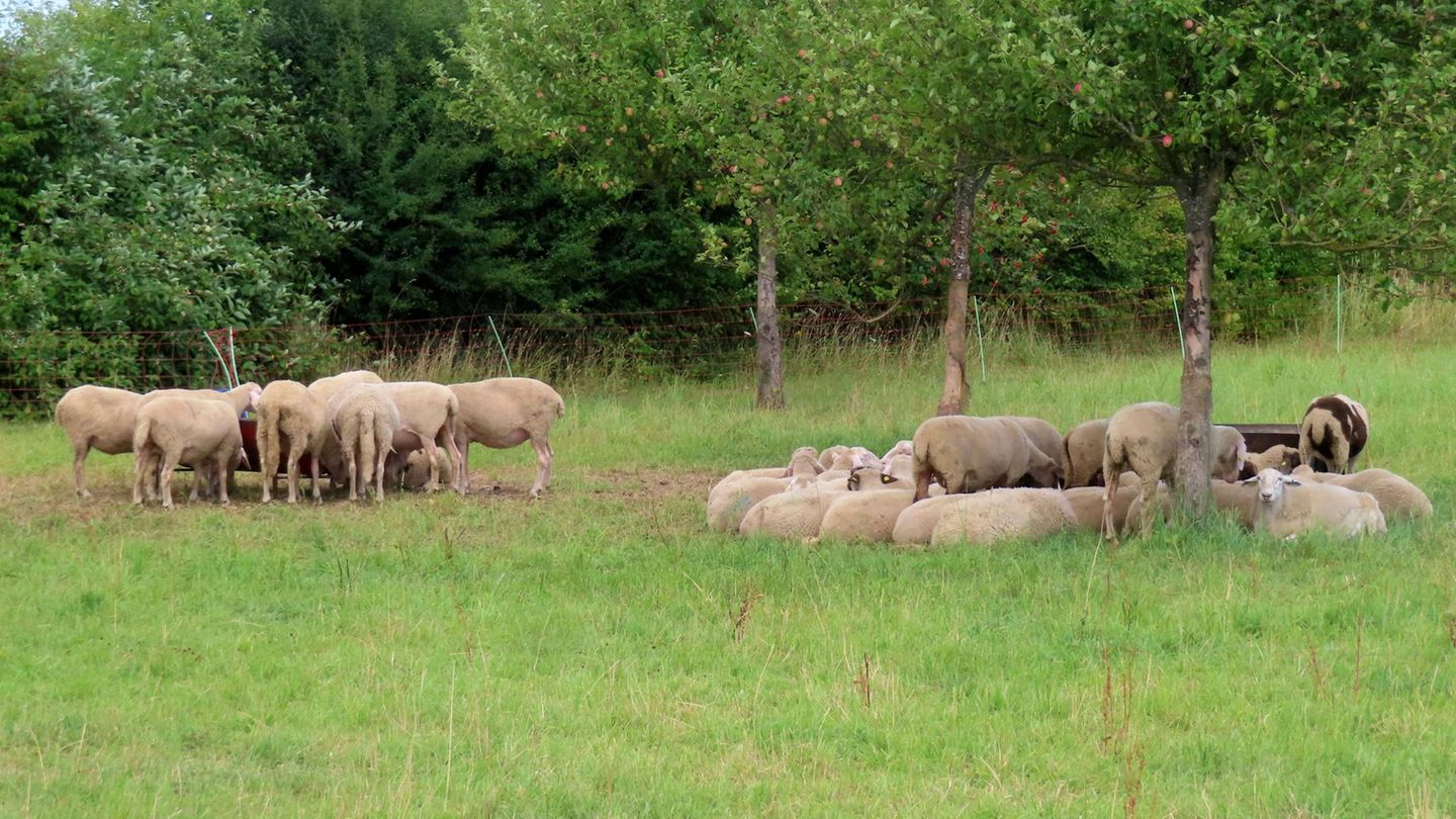 Schafe auf einer Weide
