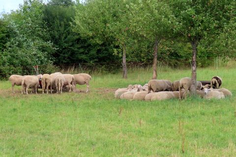 Schafe auf einer Weide