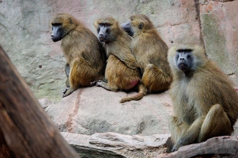 Paviane sitzen in ihrem Gehege im Tiergarten Nürnberg