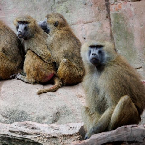Paviane sitzen in ihrem Gehege im Tiergarten Nürnberg