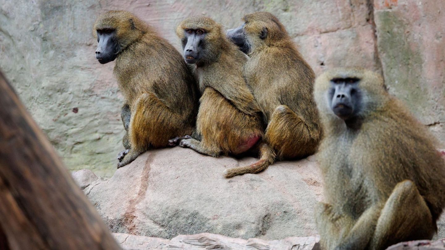 Paviane sitzen in ihrem Gehege im Tiergarten Nürnberg