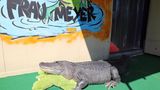Alligator