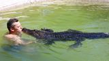 Alligator MV