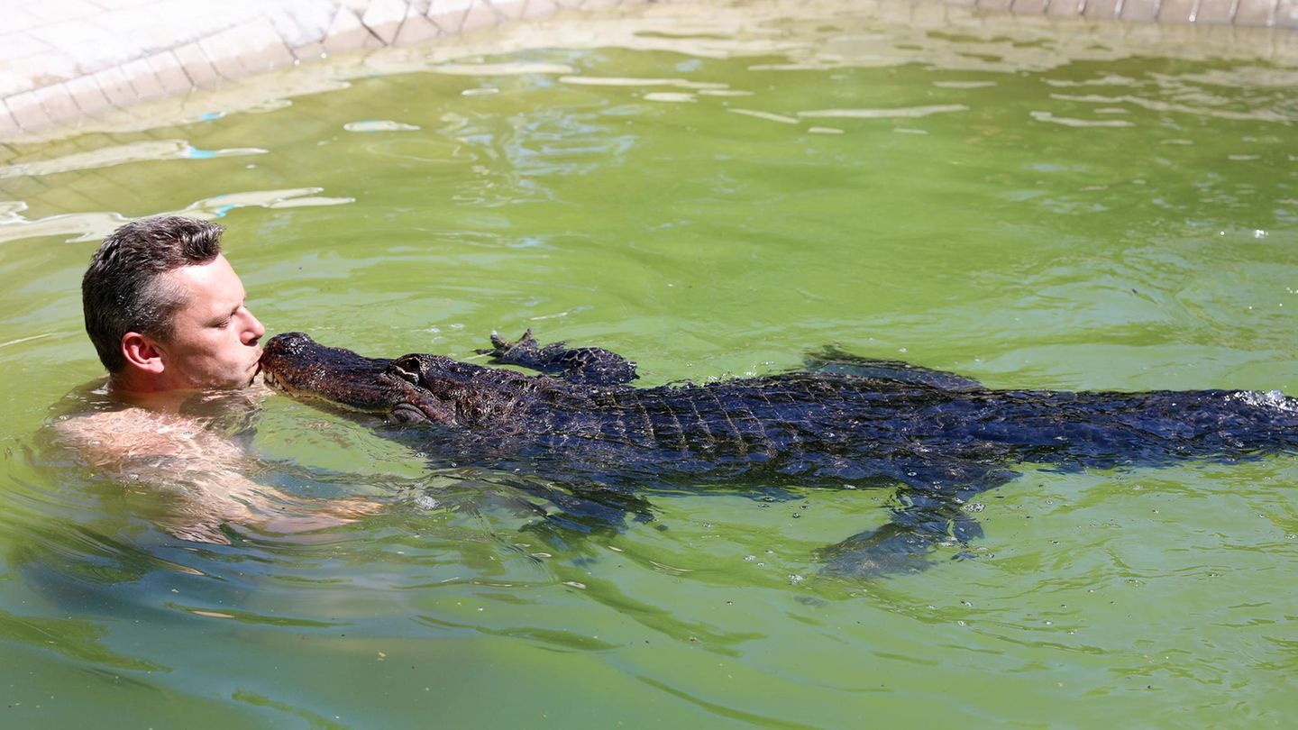 Alligator MV