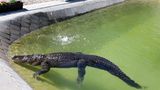 Alligator
