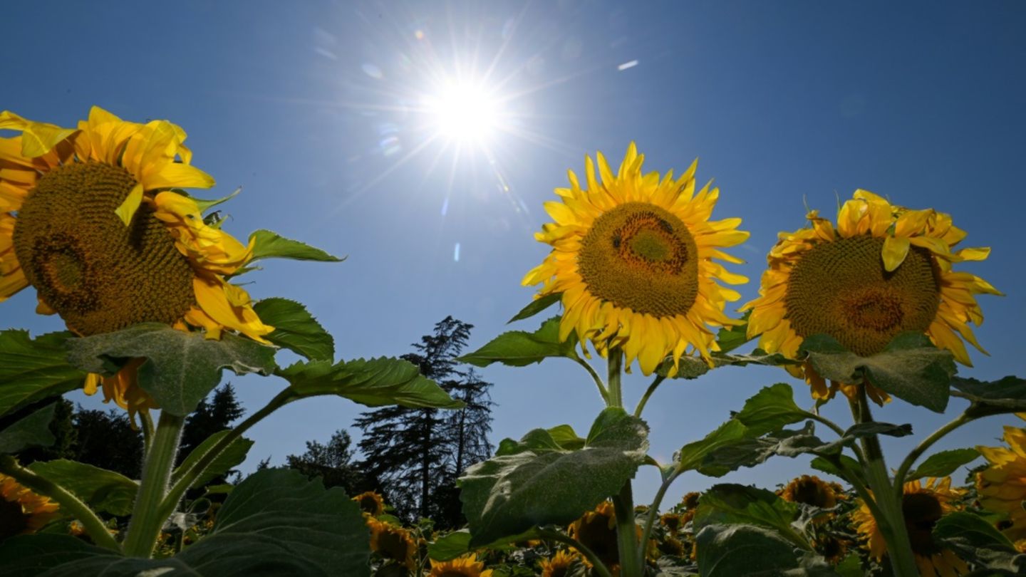 Sonnenblumen auf Feld