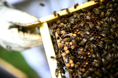 Bienen