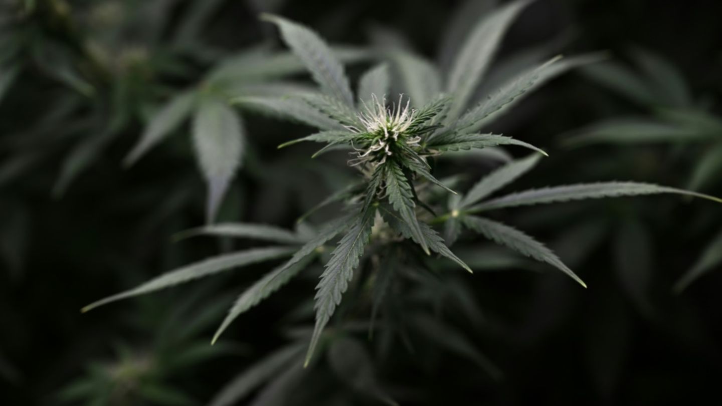 Cannabispflanzen einer Plantagenzucht