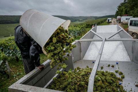 Ein Erntehelfer kippt seine Kiepe voller Weintrauben bei der Weinlese in Frankreich in einen Trichter