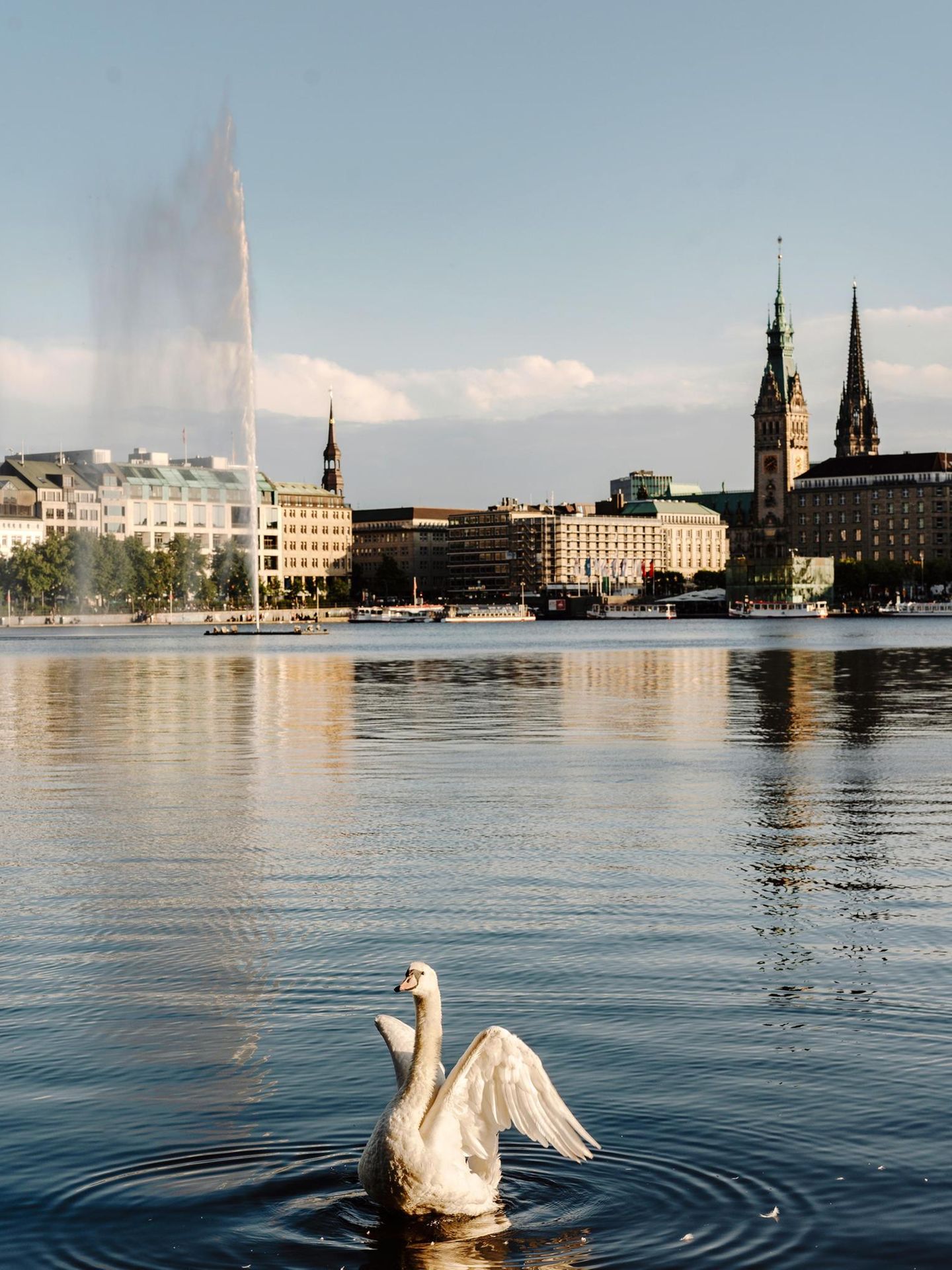 Ein Schwan vor der Kulisse der Binnenalster
