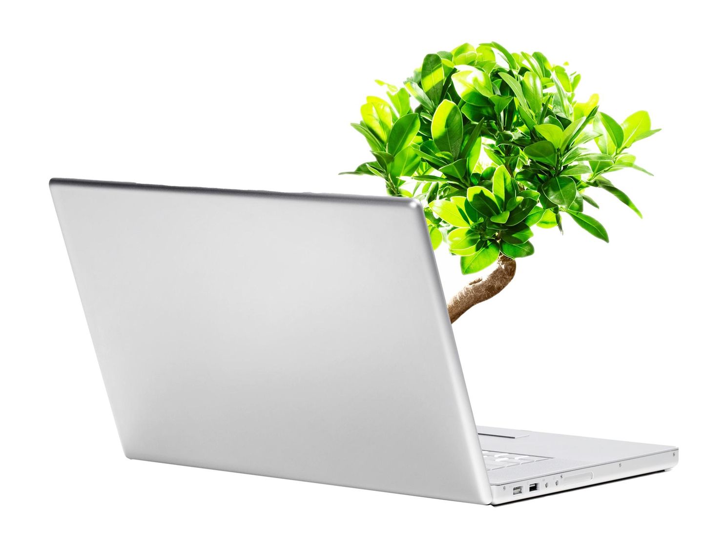 Ein Baum wächst aus einem Computer (Symbolbild)