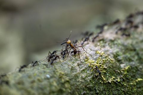 Für Ameisen ist die Ameisenmühle eine tödliche Falle