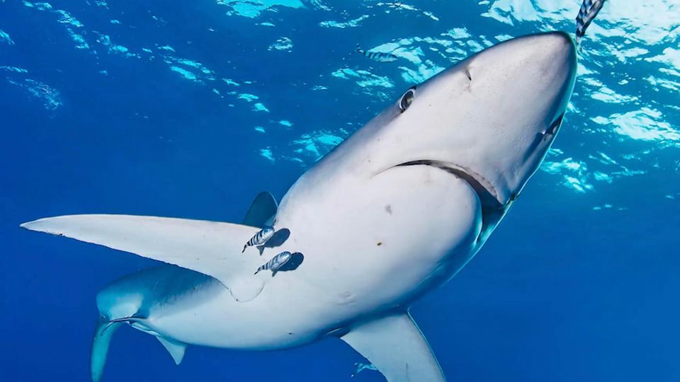 Blauhai an Mallorcas Küsten Sehen Sie im Video: Haiangriff am Strand – 80-Jährige schwer verletzt.
