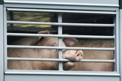 Schwein