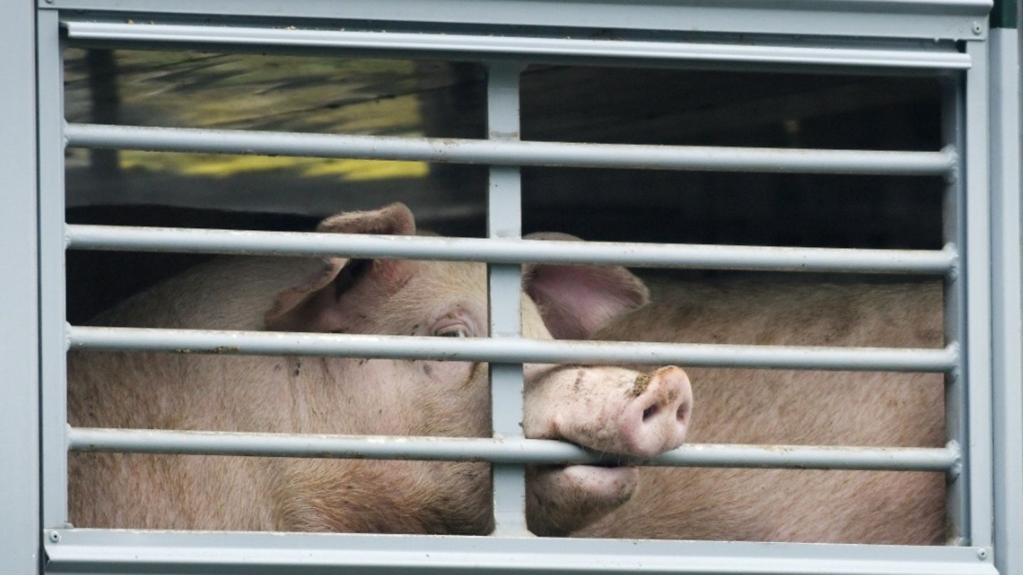 Schwein
