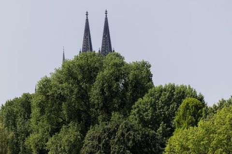 Stadtklima Bäume vor den Spitzen des Kölner Doms