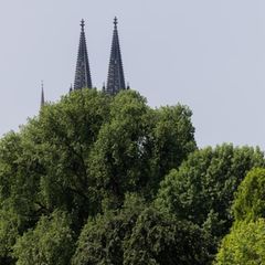 Stadtklima Bäume vor den Spitzen des Kölner Doms