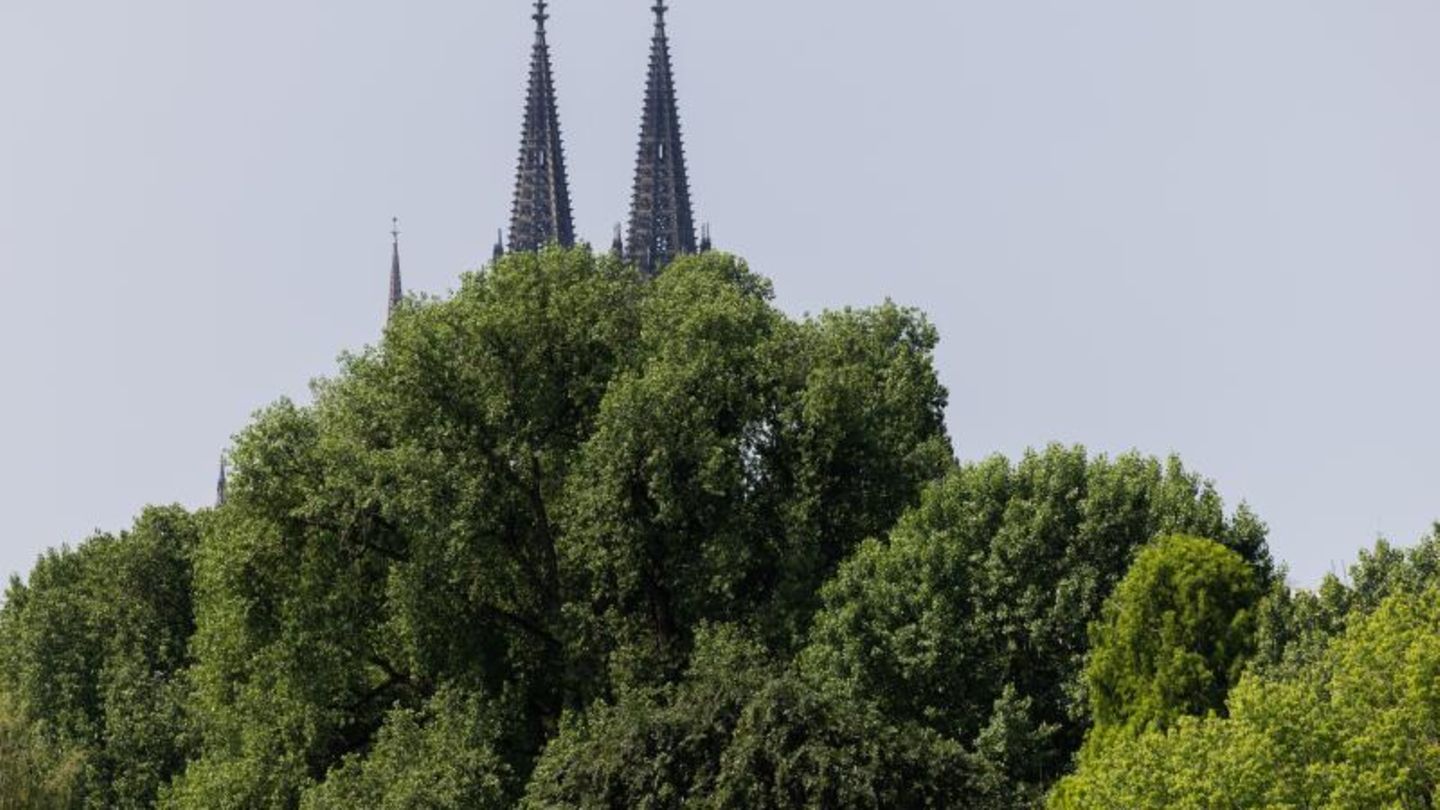 Stadtklima Bäume vor den Spitzen des Kölner Doms Stadtklima Bäume vor den Spitzen des Kölner Doms