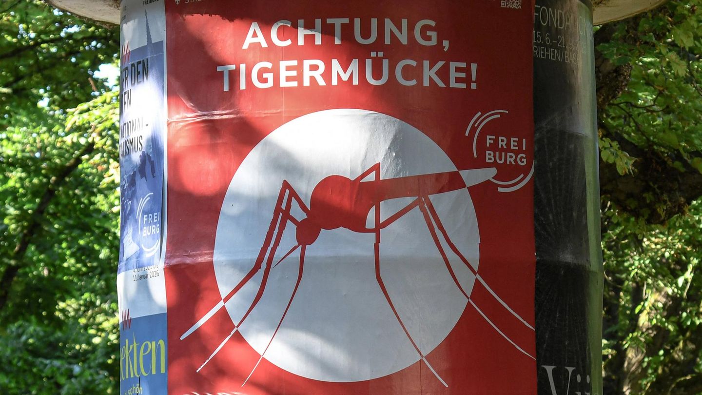 Gefährliches Virus: WHO warnt vor Risiko einer weltweiten Chikungunya-Epidemie