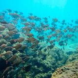 Doppelt geschützt hält besser: Das Ökosystem an der afrikanischen Ostküste erstreckt sich über Südafrika und Mosambik. Die Natur reicht von Süßwasserseen, Mangrovenwäldern und Korallenriffen bis zu Meeresschildkröten, Walen und dem seltenen Dugong