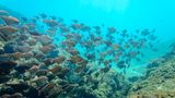 Doppelt geschützt hält besser: Das Ökosystem an der afrikanischen Ostküste erstreckt sich über Südafrika und Mosambik. Die Natur reicht von Süßwasserseen, Mangrovenwäldern und Korallenriffen bis zu Meeresschildkröten, Walen und dem seltenen Dugong