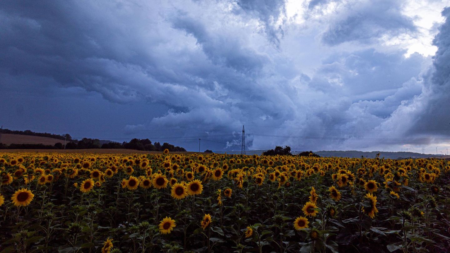 Unwetter: Starkregen und Gewitter ziehen über Sonnenblumenfeld auf