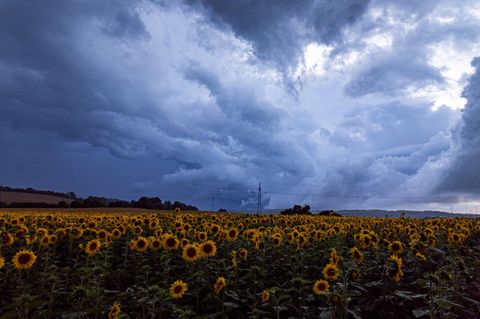 Unwetter: Starkregen und Gewitter ziehen über Sonnenblumenfeld auf
